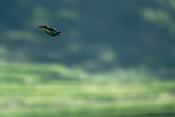 Kingfisher Bird in Flight Above Lush Green Paddy Field