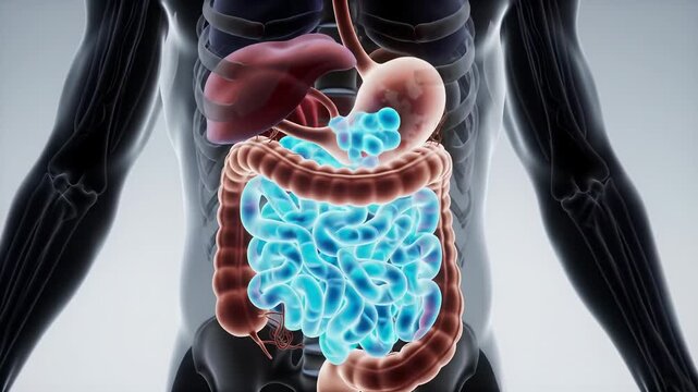 Highly detailed 3d medical animation of a translucent male anatomical model with glowing blue food showing the human digestive system process in a sterile, clinical environment. Scientific