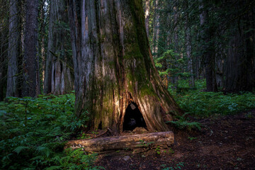 Ross Creek Trail 142