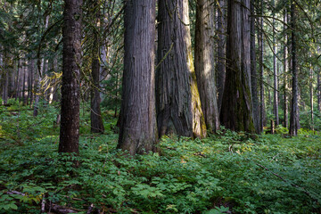 Ross Creek Trail 142