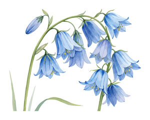 Watercolor Bluebell Flower Painting isolated on white background