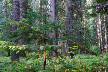 Ross Creek Trail 142