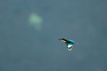 White-throated Kingfisher, kingfisher, Halcyon smyrnensis, flying bird, bird in flight, mountain background, scenic mountains, landscape wildlife, soaring bird, vibrant bird, blue wings, red bill, wil