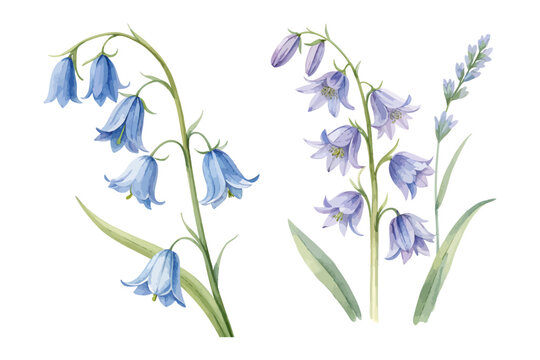 Watercolor Bluebell Flower Painting isolated on white background