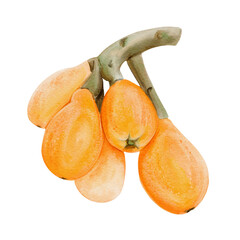 Juicy yellow medlar. A branch with exotic oval orange fruits loquat. A cluster of berries. A tropical Mediterranean delicacy. Watercolor illustration isolated from the background. Hand-drawn.