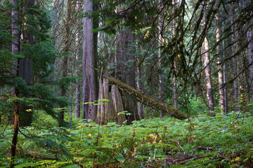 Ross Creek Trail 142