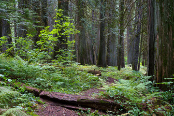 Ross Creek Trail 142