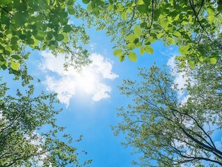 Lush leaves frame bright sky