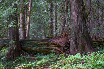 Ross Creek Trail 142