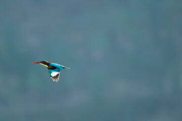 White-throated Kingfisher in Flight Over Mountain Landscape