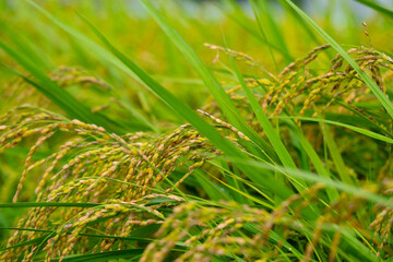 Rice. A large area of rice seedlings growing in the fields of Korea.