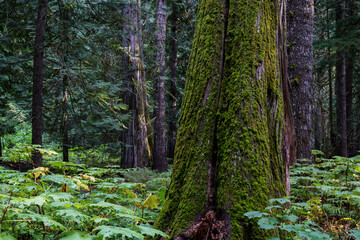 Ross Creek Cedars Nature Trail 405