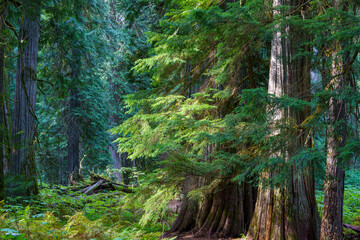 Ross Creek Cedars Nature Trail 405