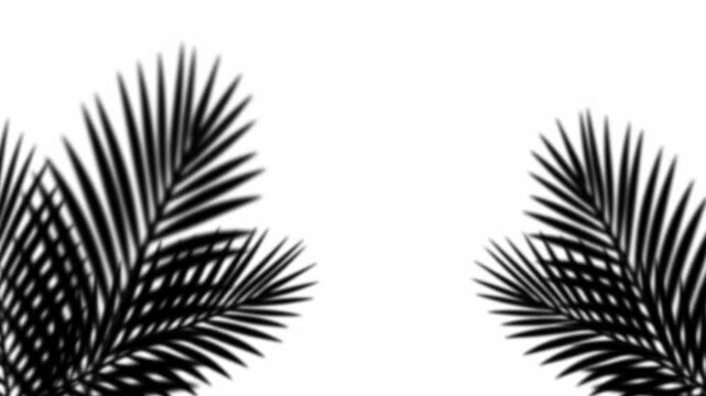 Soft shadow of tropical palm leaves gently swaying in breeze, creating a subtle overlay on a clean white background. For minimalist or summer concepts