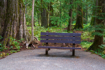 Ross Creek Cedars Nature Trail 405