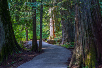 Ross Creek Cedars Nature Trail 405