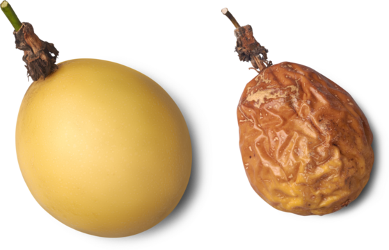 yellow passion fruits, one fresh and smooth, other ripe and wrinkly, fruit comparison showing life stages isolated white background, close-up view