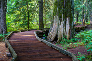 Ross Creek Cedars Nature Trail 405