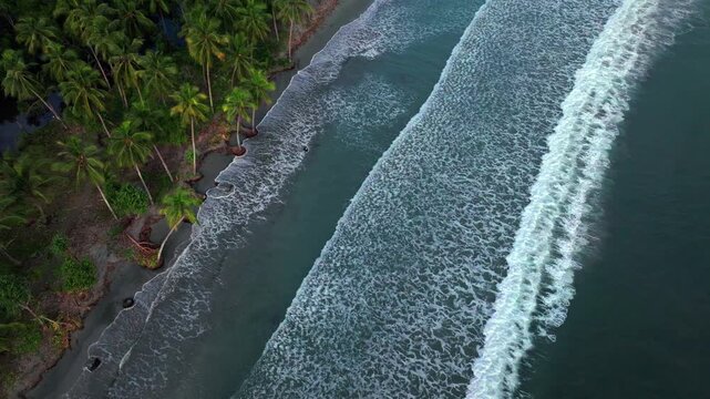 Coconut Palm Trees Madang Wewak Cape Wom Dogreto Bay remote untouched pristine tropical beach waves crashing harbor view Papua New Guinea aerial drone birdseye Kavieng Vanimo Tufi coastline sunny