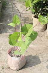 Yardlong bean seedling on bag in farm
