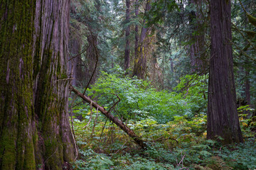 Ross Creek Cedars Nature Trail 405