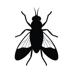 Fruit Fly Silhouette