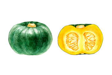 かぼちゃ　緑　野菜 断面　水彩 イラスト