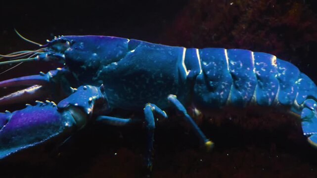 Close up of blue lobster moving around beside a coral reef underwater