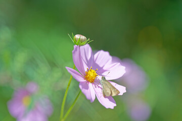 Field of Blooming Pink Cosmos Flowers with Green Bokeh Background
