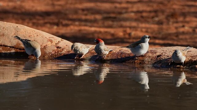 Red-headed finches (Amadina erythrocephala) and Cape sparrows (Passer melanurus) drinking water, South Africa