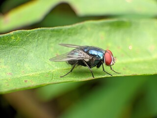 a fly. Based on visible physical characteristics, such as large red eyes, a metallic blue/greenish body, and transparent wings, it is most likely a greenfly or a bottle fly (Calliphoridae), also known