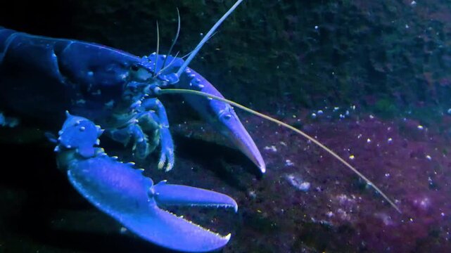 Close up of blue lobster moving around beside a coral reef underwater