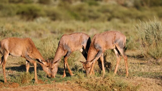 Tsessebe antelope (Damaliscus lunatus) calves feeding in natural habitat, Mokala National Park, South Africa