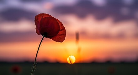 Single red poppy flower silhouette against sunset sky background