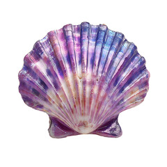Pearlescent purple scallop shell resting delicate png