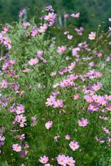 Naklejka premium Colorful Cosmos Field with Soft Green Blurred Background