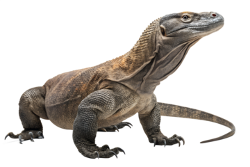 Large Monitor Lizard isolated on transparent background