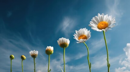 段階的に咲いていく花