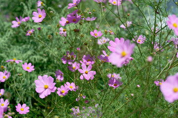 Field of Blooming Pink Cosmos Flowers with Green Bokeh Background