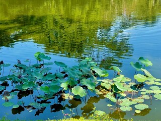 Lotus leaves in the pond