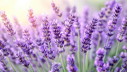 Obraz premium Lavender field in soft light