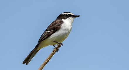 White necked bird perched on a branch against a clear blue sky background