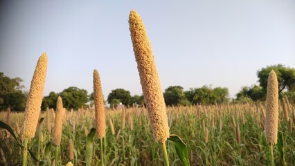 Pearl Millet, Bajra (Pennisetum glaucum), millet grain crop pearl close up view