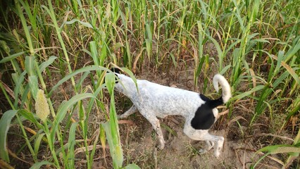 A dog in the millet crop field