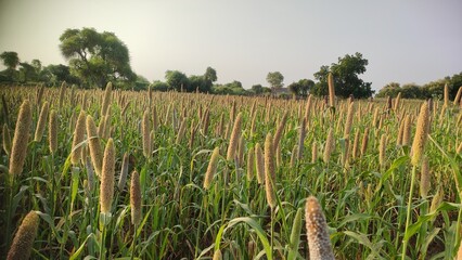 Pearl Millet, Bajra (Pennisetum glaucum), millet grain crop pearl close up view, young millet field