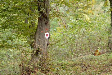 autumn in the Fruska Gora national park 