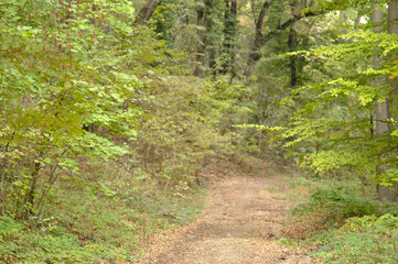 autumn in the Fruska Gora national park 