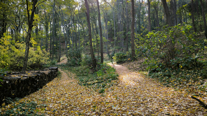 autumn in the Fruska Gora national park 