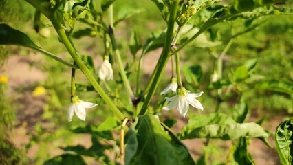 Chilli flowers on plant, flowering chilli plants, close up view