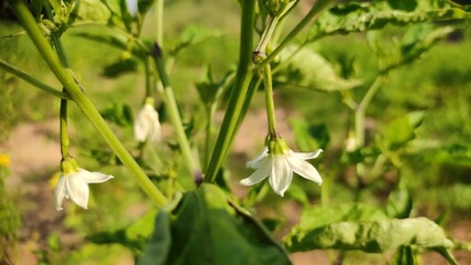 Chilli flowers on plant, flowering chilli plants, close up view